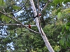 10-masked-crimson-tanager