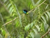 11-paradise-tanager