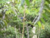 12-turquoise-tanager