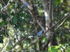 14-blue-grey-tanager