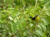 15-yellow-bellied-dacnis