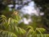 16-yellow-bellied-dacnis-female