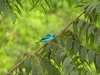 17-blue-dacnis