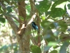 18-black-faced-dacnis