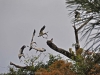 09-wood-stork