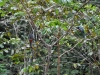 21-blue-crowned-trogon-pair