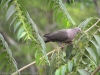 25-plumbeous-pigeon