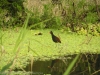 31-wattled-jacana