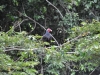 33-turkey-vulture