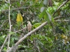 35-yellow-headed-caracara