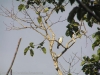 36-grey-headed-kite