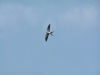 37-swallow-tailed-kite