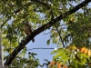 39-black-collared-hawk-juv