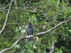 42-great-black-hawk