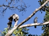 43-hook-billed-kite