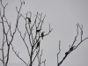 46-chestnut-eared-aracari