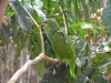 55-orange-winged-parrot-pet