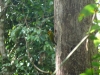 60-yellow-throated-woodpecker