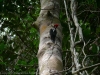 61-crimson-crested-woodpecker