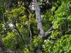 65-long-billed-woodcreeper