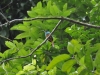 68-white-chinned-jacamar