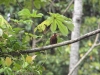 69-white-eared-jacamar