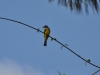 76_tropical-kingbird