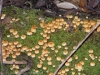 fungi-10