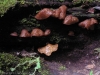 fungi-11