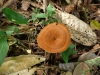 fungi-19