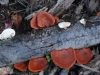 fungi-25