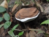 fungi-26