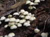 fungi-05