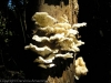 fungi-06