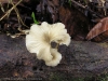 fungi-07