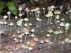 fungi-09