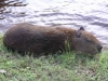 05-Capybara.jpg