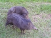 06-Peccary.jpg