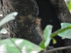 12-Tree Rat.jpg