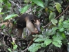 22-Tamandua.jpg