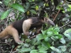 23-Tamandua.jpg