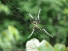 Spiders-14